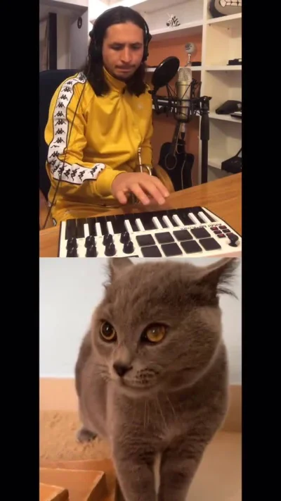 deeprest - #smiesznekotki #kociamuzyka