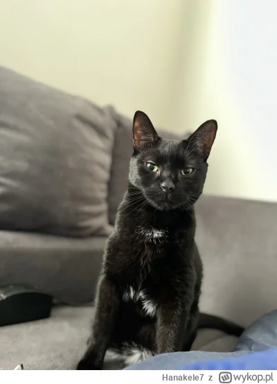 Hanakele7 - Zyzio wyspany i pełen energii na nadchodzący dzień.
#koty #pokazkota