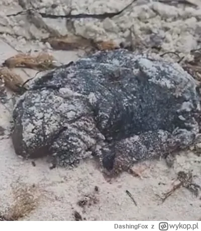 DashingFox - Na plaży w Tunezji znaleziono takie stworzonko. Lokalsi powiedzieli żeby...
