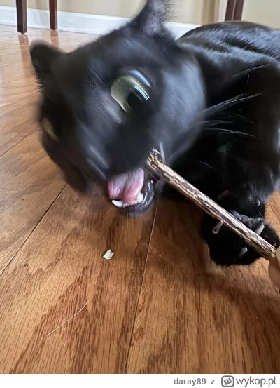 daray89 - #codziennykotopetany #dziwnekotki