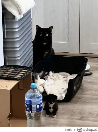 jiddlo - #hecat już postuję! Młody wziął sobie do serca, że ma jeść i rosnąć, bo upom...