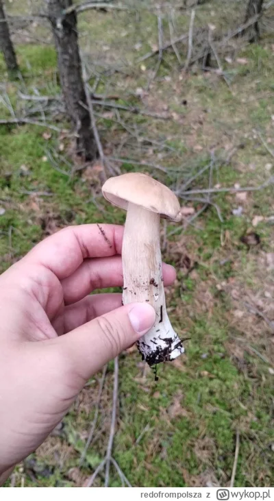redofrompolsza - @1X6D ja byłem wczoraj, znalazłem 3 borowiki ale tylko jeden zdrowy ...