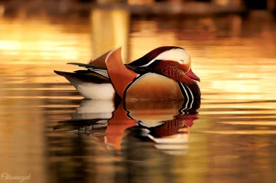 okoniaczek - Sleepy quacker.
Jeszcze jedno zdjęcie berlińskiej mandarynki ode mnie. 
...