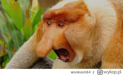 wookash84 - @hotshops_pl: Dej mnie!!! Mam zdrowego syna