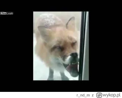 rndm - @haxx: polecam obejrzeć filmiki na YT jak wyglądają zwierzęta ze wścieklizną:
...