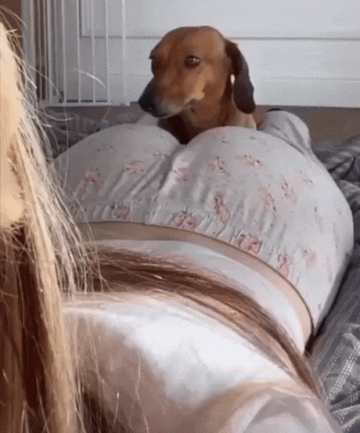 kicek3d - #psy #tyleczki #gif