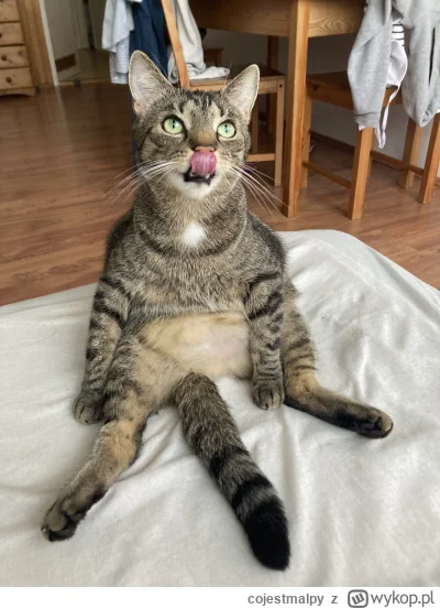 cojestmalpy - dobra ta saszetka taka nie za słodka 
#kitku #koty