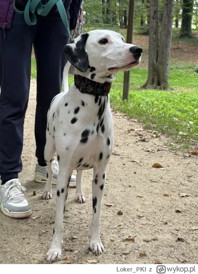 Loker_PKI - w gotowości do ataku

#psy #psiarze #pokazpsa