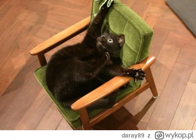 daray89 - #codziennykotopetany #dziwnekotki