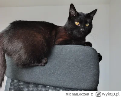 MichalLoczek - W końcu mam lepszy aparat w telefonie to można zrobić małe #pokazkota ...