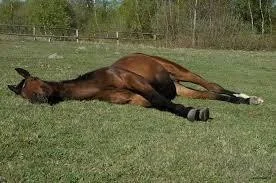 SpongeBobertKanciastoRenki - @grand_khavatari: ??