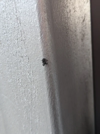 ayyy_lmao - Dzisiaj w pracbazie odwiedził mnie ten slodziak, posiedział sobie na zasi...