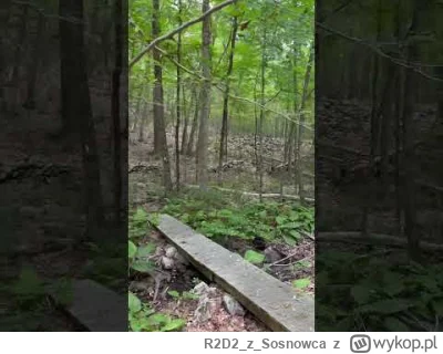 R2D2zSosnowca - W lesie a gdzie!?
#r2d2zwiedza #natura #usa #connecticut