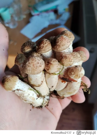 Kremufka2137 - @Kremufka2137