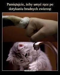 Klatwa_Borsuka - #koty #kitku #heheszki #humorobrazkowy