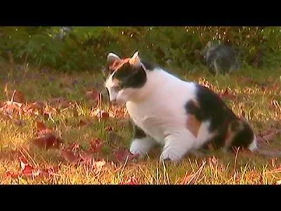 Apu-Apustaja - #przegryw