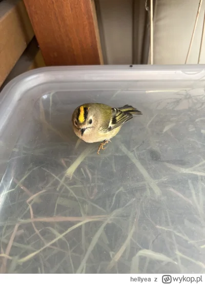 hellyea - @jig_: a to nasz ostatni gość