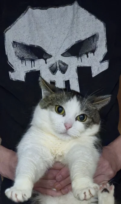 Solsith - #pokazkota #spaslak kill them all(｡◕‿‿◕｡)