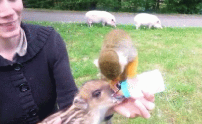 wfyokyga - Monke menda