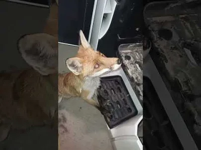 raszko754 - #trzecieoko #smiesznypiesek