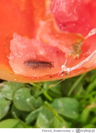 Patrick_Rowerovsky - Mordeczki, co zjada mi pomidory? Nie mogę znaleźć tego w żadnych...