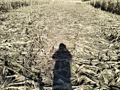 Kagernak - Mam takie wrażenie, że na naszym polu mogą żerować dziki, ale nie jestem p...