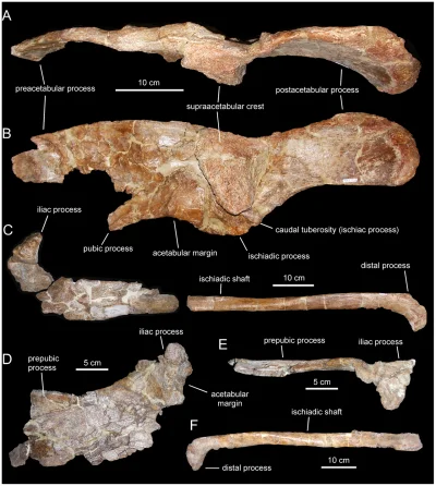 Loskamilos1 - @Loskamilos1: Odnalezione kości adynomosaurusa