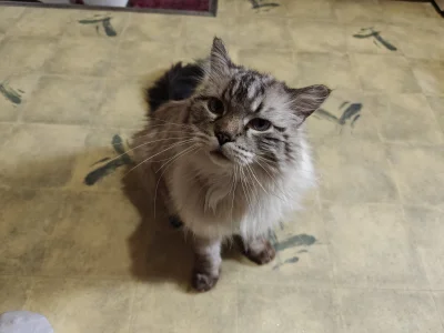 czarna_porzeczkaa - jakiś niewyspany dziś
#pokazkota