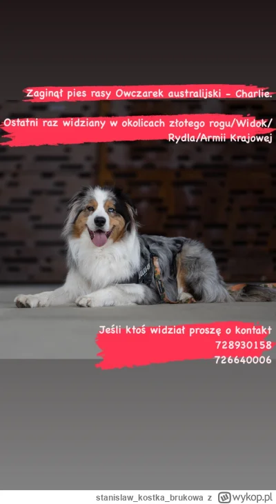 stanislawkostkabrukowa - Mireczky, 
Zaginął pies w Krakowie.
Ktokolwiek widział, niec...