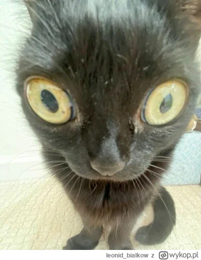 leonid_bialkow - @annlupin: na bonifacego bo siem czegoś nażar zresztą zoba