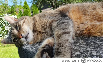 grzes_wu - Kot typu leżącego na studni