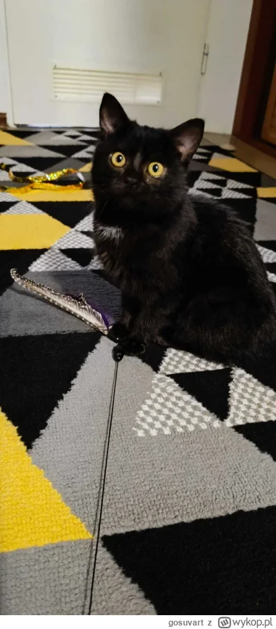 gosuvart - #pokazkota #koty #kitku