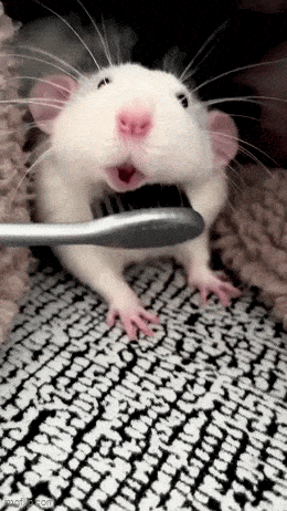 wfyokyga - Szczotkowanko