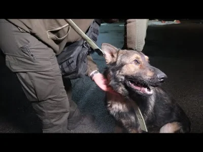 JPRW - Ukraiński policjant z Mariupola odnalazł swojego psa Bena, który zgubił się w ...