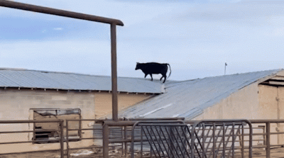 patryk-wuwuw - Czasem widać, że żyjemy w symulacji, bo pojawiają się glitche.