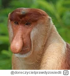 doreczycielprawdyzosiedli - @lronman ten nos (｡◕‿‿◕｡)