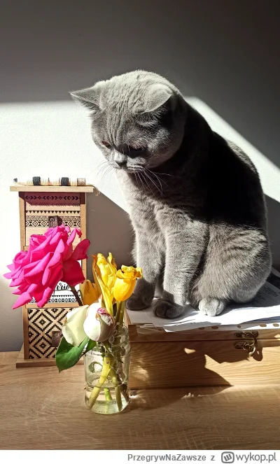 PrzegrywNaZawsze - Wiosenny Czaruś #charliethecat #koty #pokazkota