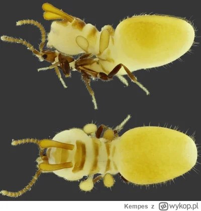 Kempes - #zwierzaczki #ciekawostki 

W jednej z najbardziej dziwnych form mimikry na ...