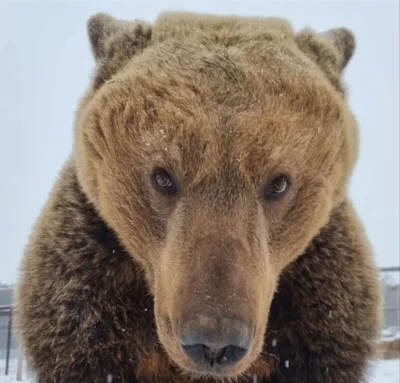 dodi-lukebakio - WSTAJEMY!!!

#f1 #codziennyolliebearman