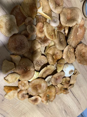 Konopiarium_farma - Cos tam bylo. Mam nadzieje ze to nie koniec sezonu! 
#grzyby