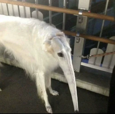 wfyokyga - Dej no 2 mruwki