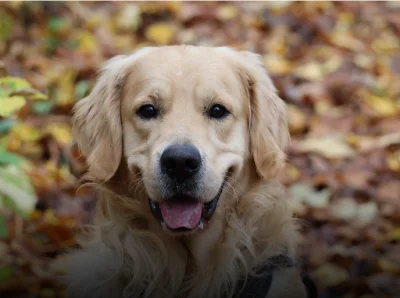 powsinogaszszlaja - Nawiązując do znalezisk

https://wykop.pl/link/7820017/biuro-ochr...