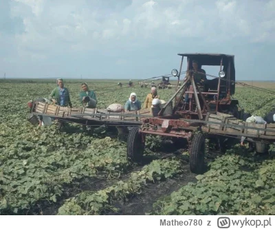 Matheo780 - Zbiór ogórków przy udziale nośnika narzędzi T-16 produkcji HTZ (Charkowsk...