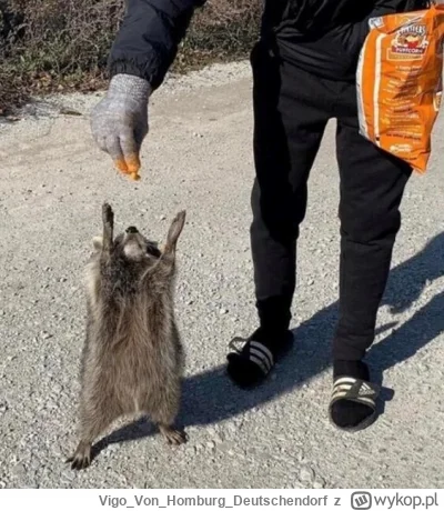 VigoVonHomburg_Deutschendorf - Ultymatywna fantazja, karmić szopy cheetosami ( ͡º ͜ʖ͡...