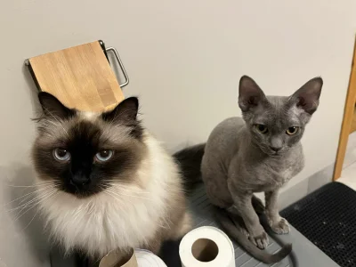 Tyrande - Ej człowiek.
Srasz?
#pokazkota #pokazkoty #kot #koty #wykopnevaclub #wykopd...