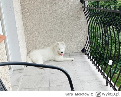 Karp_Molotow - Znalazłem szczenie białego wilka na balkonie co robić #pokazpsa #psy #...