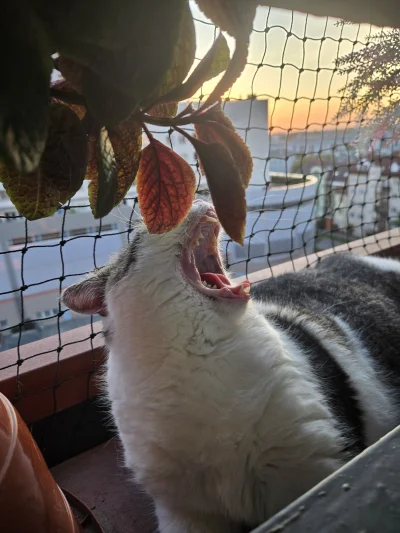 Solsith - #pokazkota #spaslak standardowo na dobranoc(｡◕‿‿◕｡)