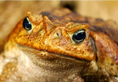 Bimbas - @TeresaKorolInvestments: