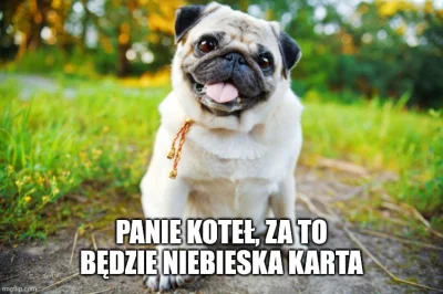 Kotouak - @ayyy_lmao: mops się nim zainteresował