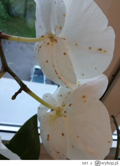 bit1 - co zaatakowało mojego storczyka?
Jak się tego pozbyć? Picrel
#kwiatki #orchide...